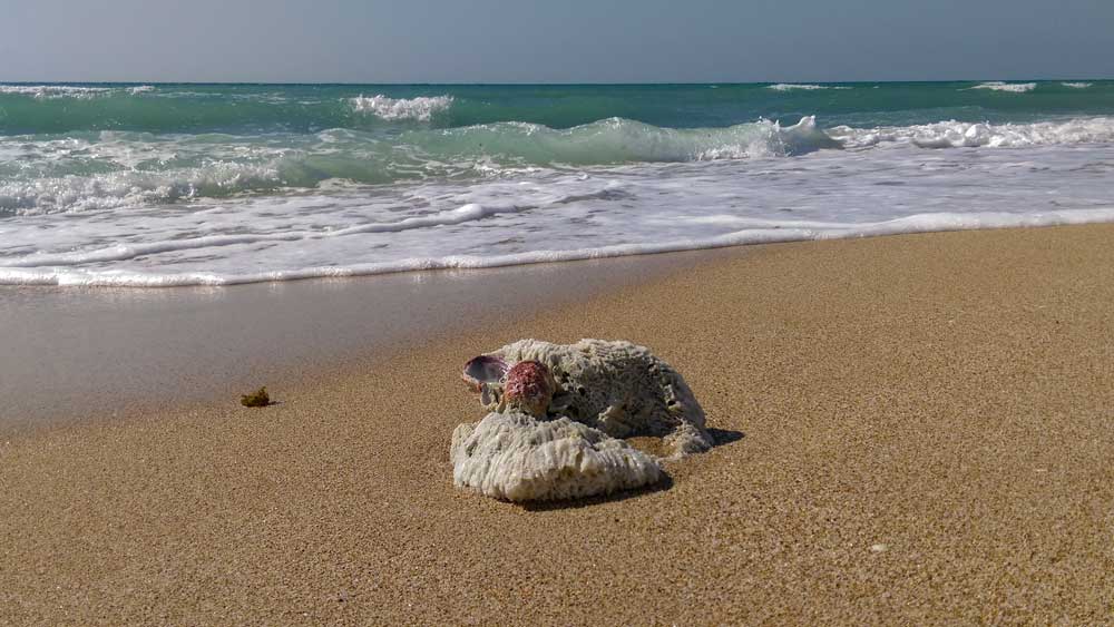 Хенгам ракушка на пляже