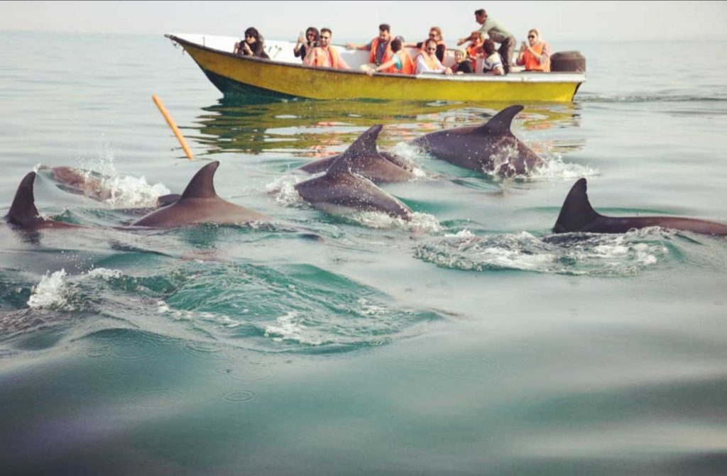 Остров Хенгам и дельфины
