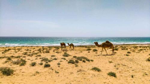camels on qeshm island beach